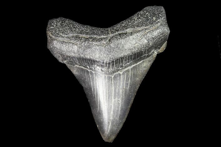 Juvenile Megalodon Tooth - Georgia #101376